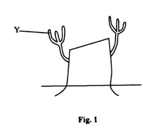 Forestry - ZIMSEC Agriculture past paper diagram