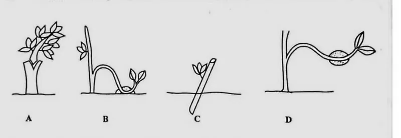 Diagram for Agriculture Paper 1 November 2018 Question 24