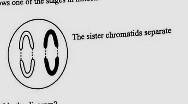 Diagram for Agriculture Paper 1 November 2018 Question 31