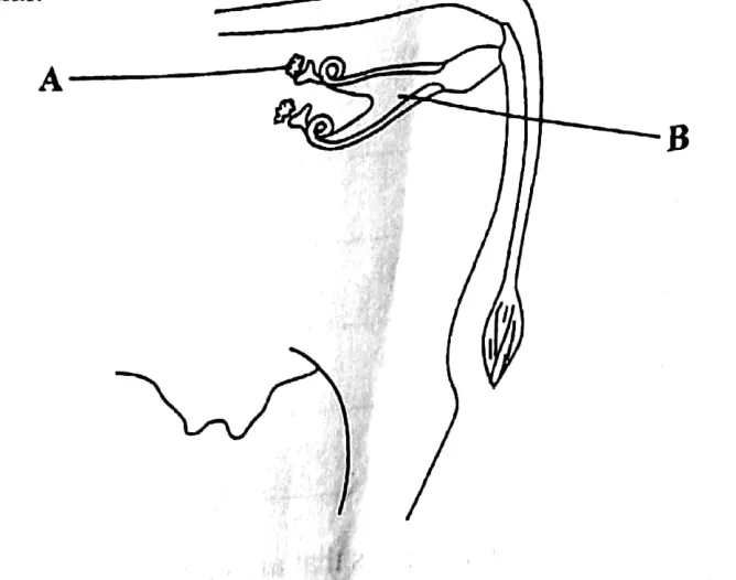 Female reproductive system, cell division and plant breeding - ZIMSEC Agriculture past paper diagram