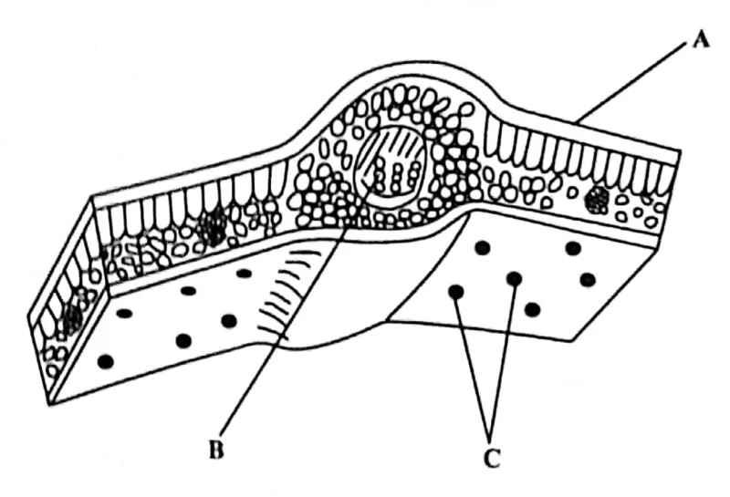 Diagram for Agriculture Paper 2 November 2017 Question 304
