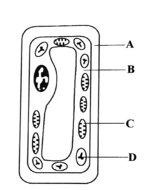 Cells and tissues - ZIMSEC Biology past paper diagram