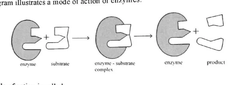 Diagram for Biology Paper 1 June 2019 Question 10