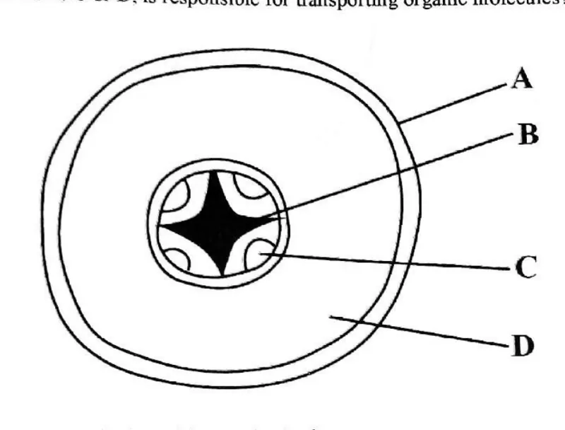 Diagram for Biology Paper 1 June 2019 Question 12