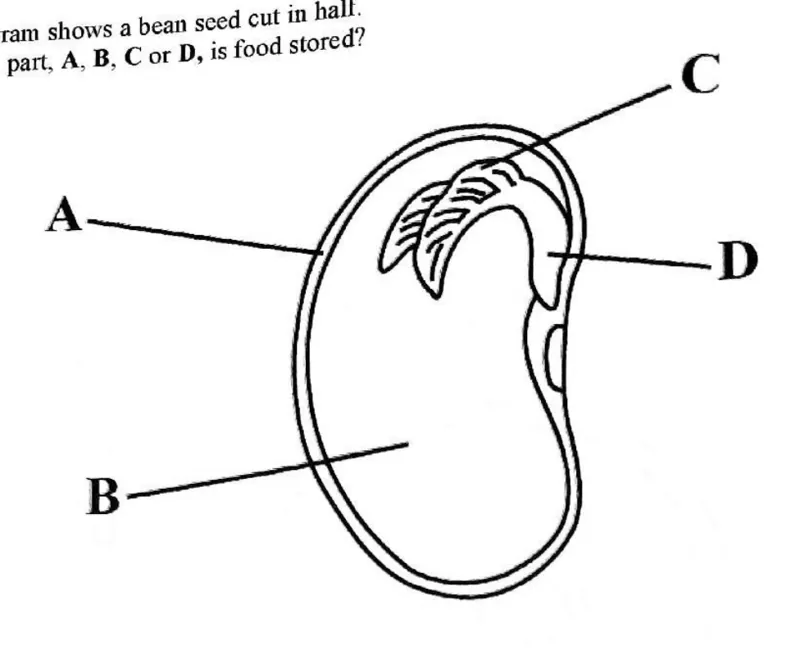 Diagram for Biology Paper 1 June 2019 Question 15