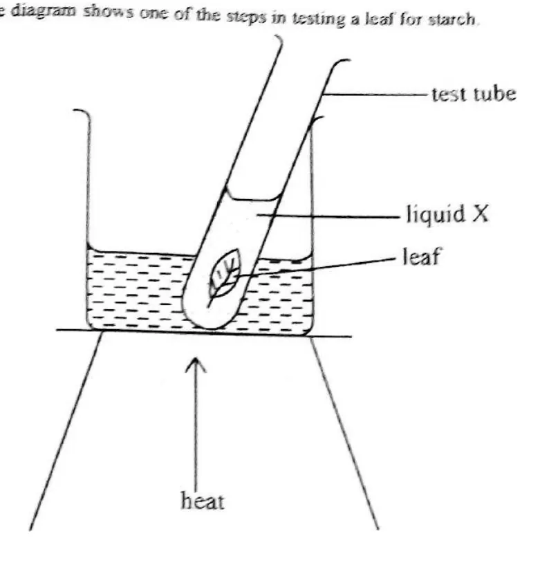 Diagram for Biology Paper 1 June 2019 Question 16