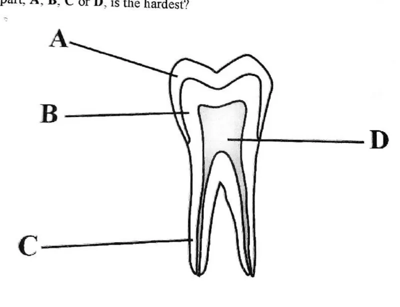 Diagram for Biology Paper 1 June 2019 Question 22