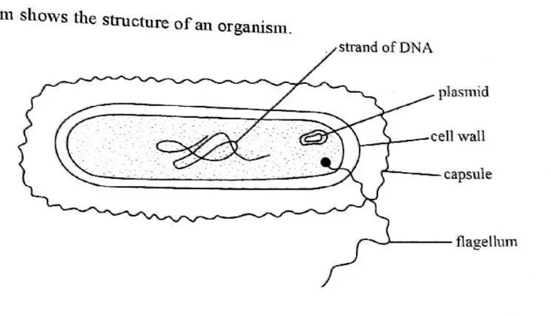 Diagram for Biology Paper 1 June 2019 Question 34