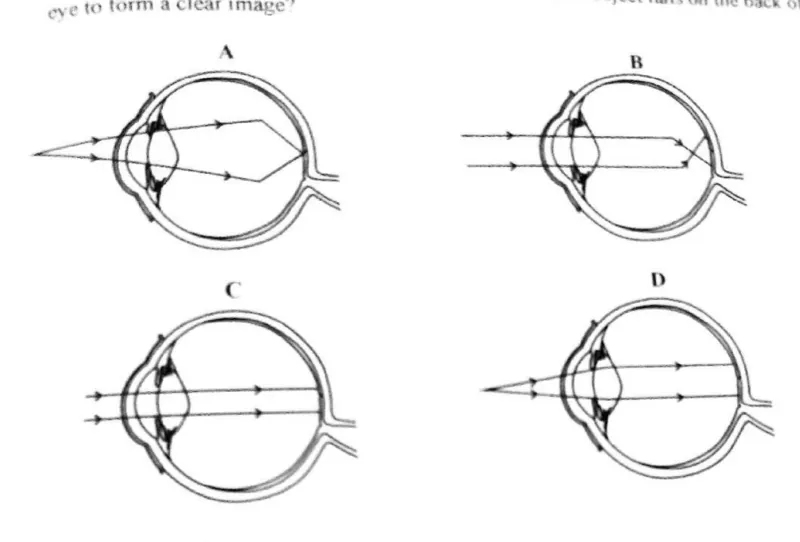 Diagram for Biology Paper 1 November 2019 Question 15