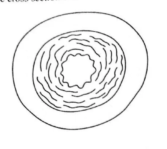 Diagram for Biology Paper 1 November 2019 Question 20