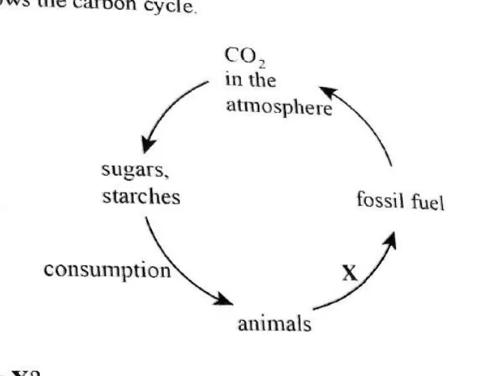Diagram for Biology Paper 1 November 2019 Question 37
