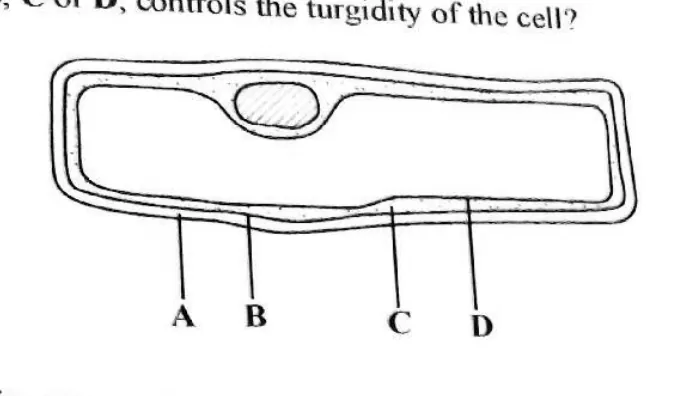 Cells and tissues - ZIMSEC Biology past paper diagram