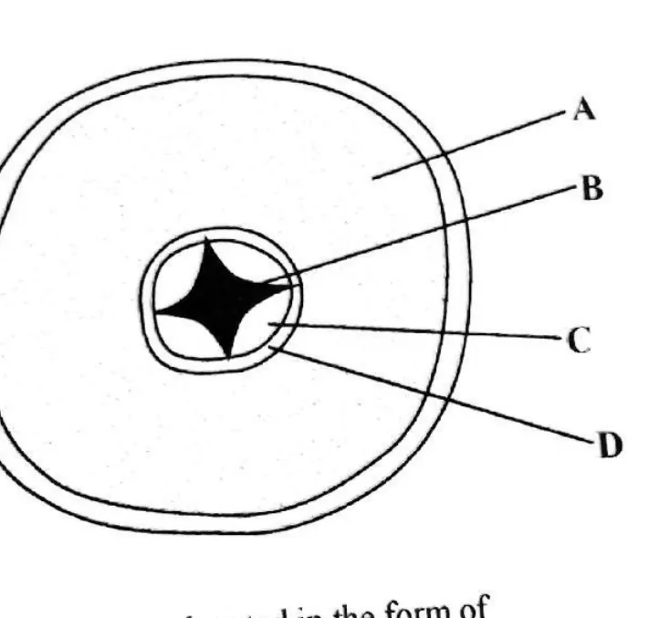 Diagram for Biology Paper 1 November 2019 Question 8