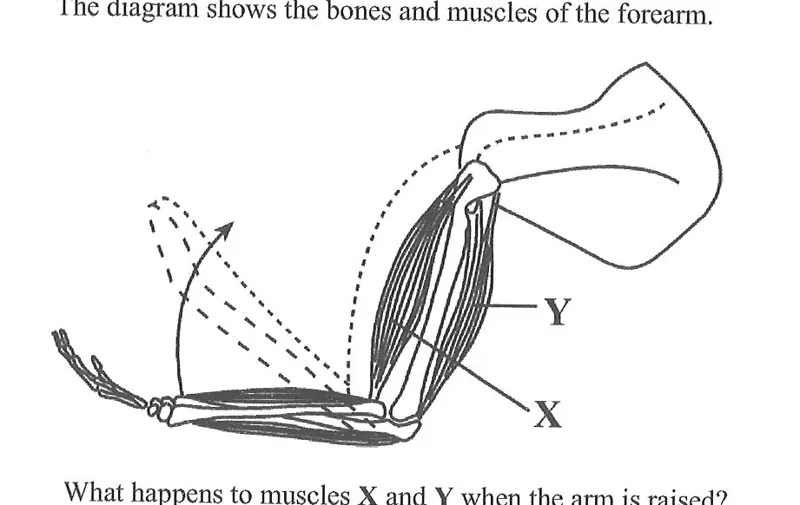 Diagram for Biology Paper 1 June 2020 Question 24