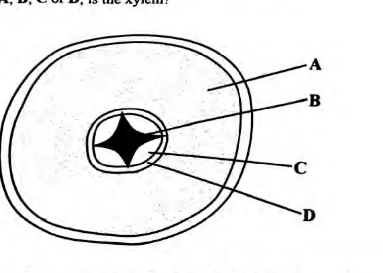 Diagram for Biology Paper 1 June 2023 Question 14