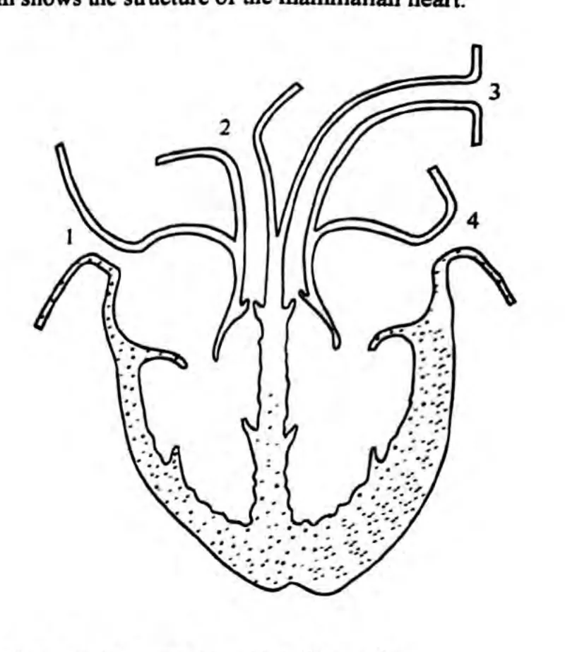 Diagram for Biology Paper 1 June 2023 Question 19