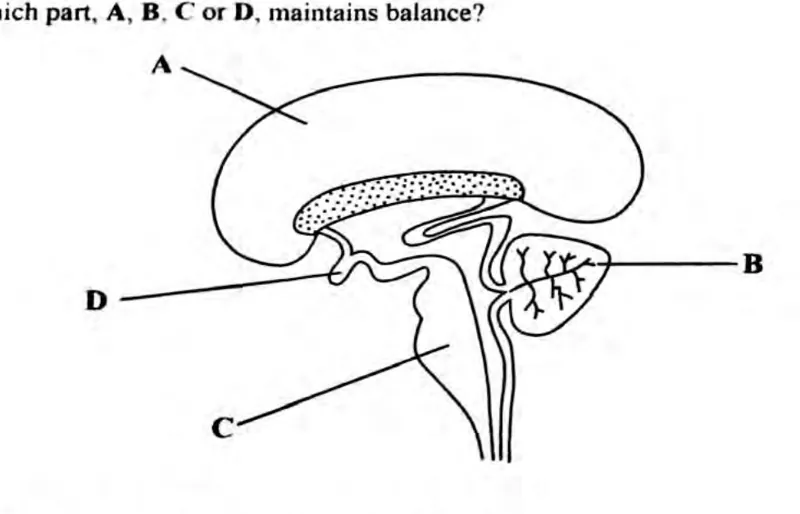 Diagram for Biology Paper 1 June 2023 Question 25
