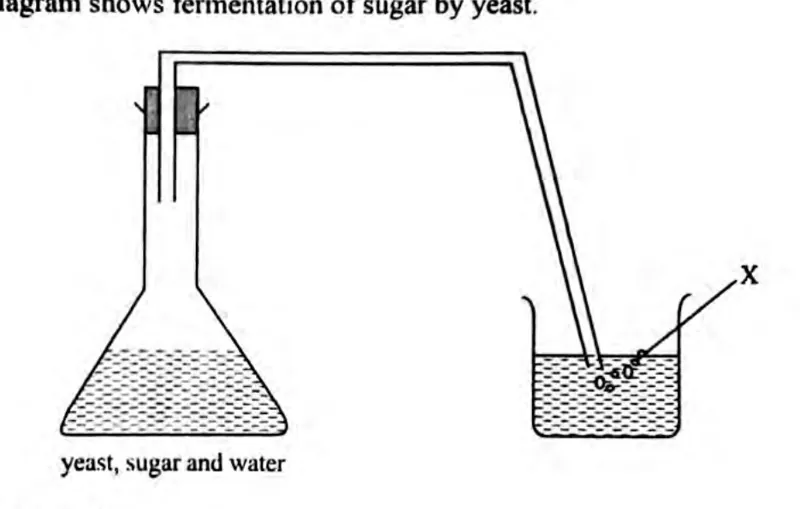 Diagram for Biology Paper 1 June 2023 Question 26