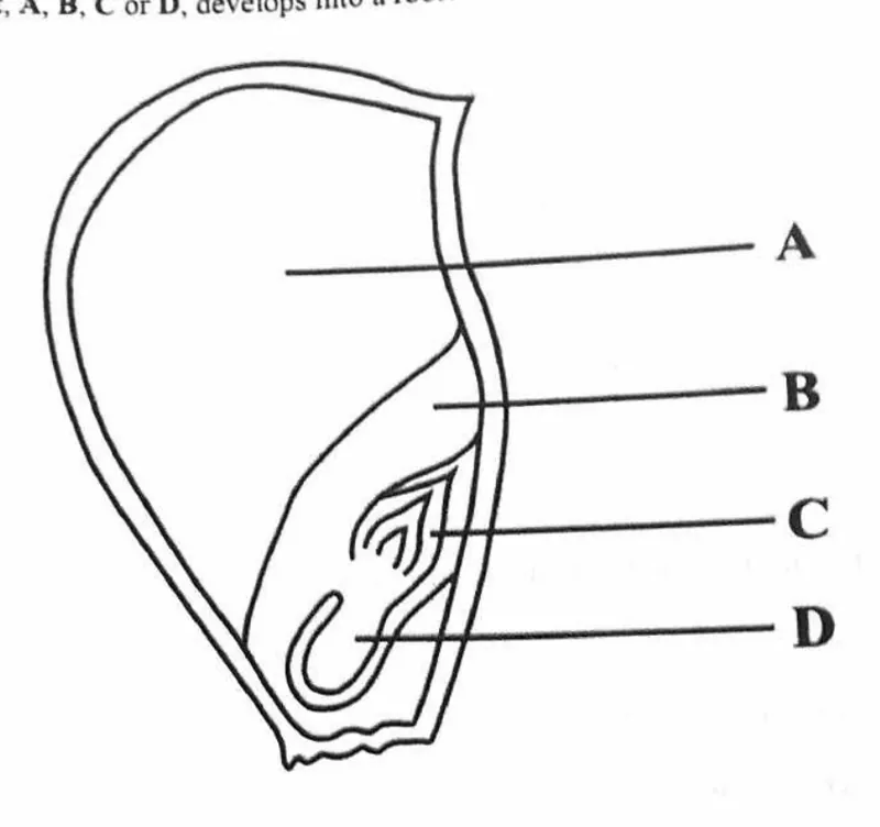 Diagram for Biology Paper 1 November 2023 Question 11
