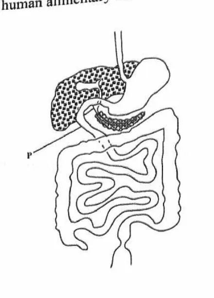 Diagram for Biology Paper 1 November 2023 Question 17
