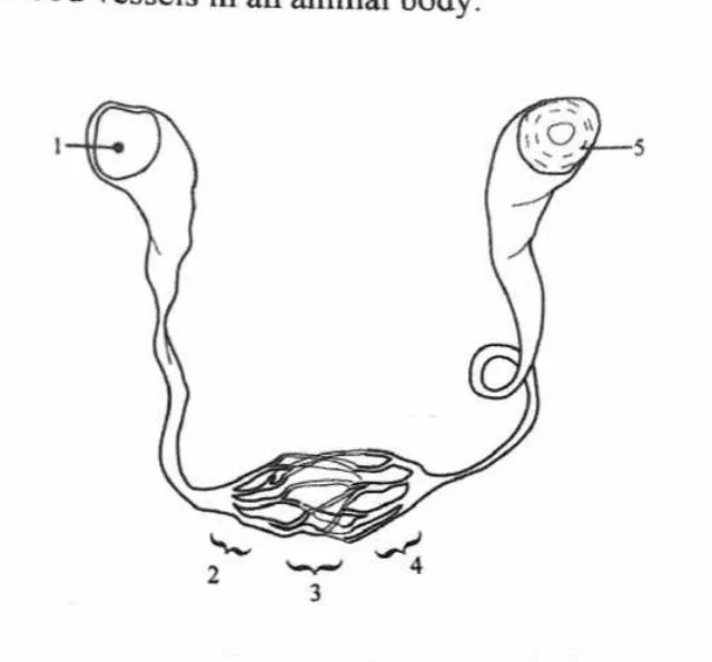 Diagram for Biology Paper 1 November 2023 Question 19