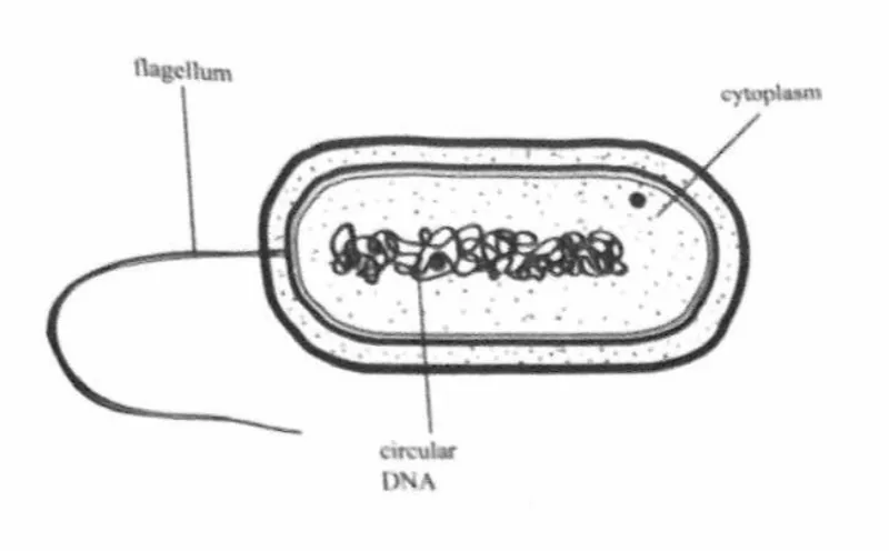 Diagram for Biology Paper 1 November 2023 Question 31