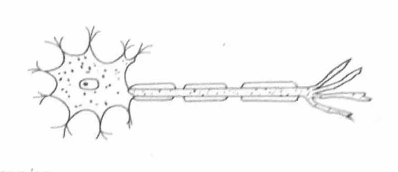 Diagram for Biology Paper 1 November 2023 Question 5