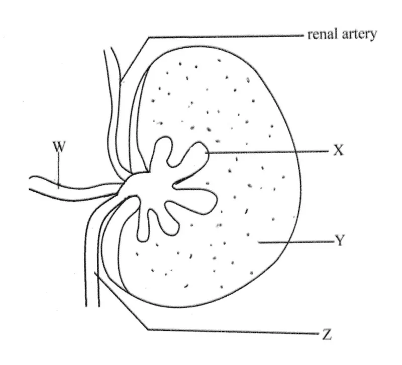 Diagram for Biology Paper 1 June 2024 Question 22