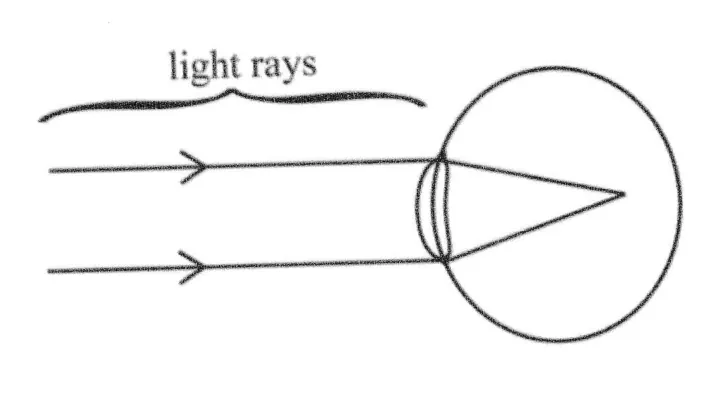 Diagram for Biology Paper 1 June 2024 Question 24