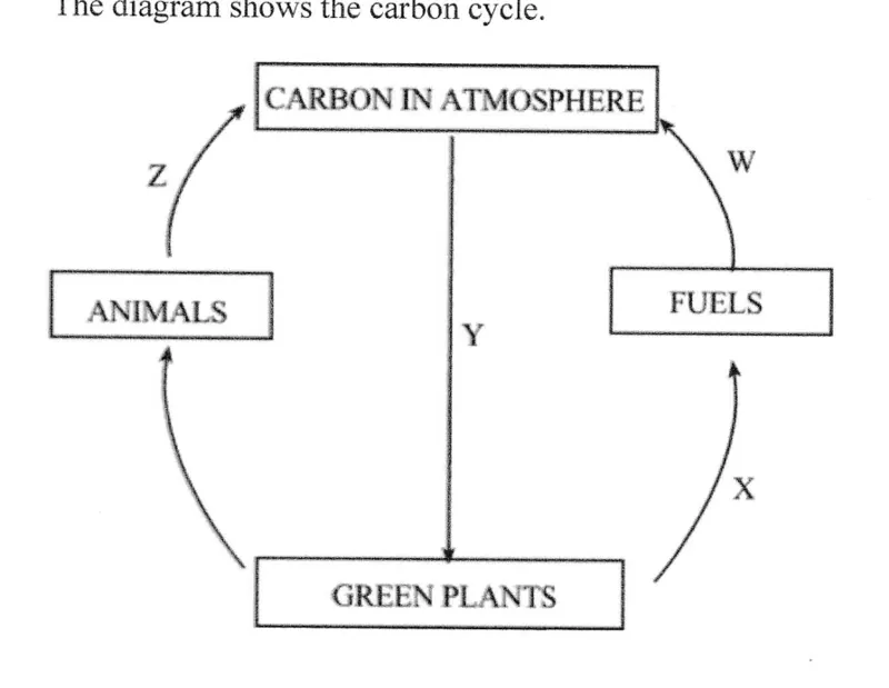 Diagram for Biology Paper 1 June 2024 Question 37