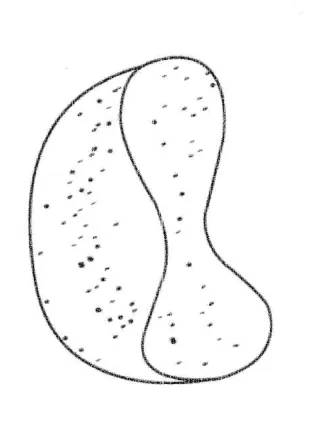 Diagram for Biology Paper 1 June 2024 Question 7
