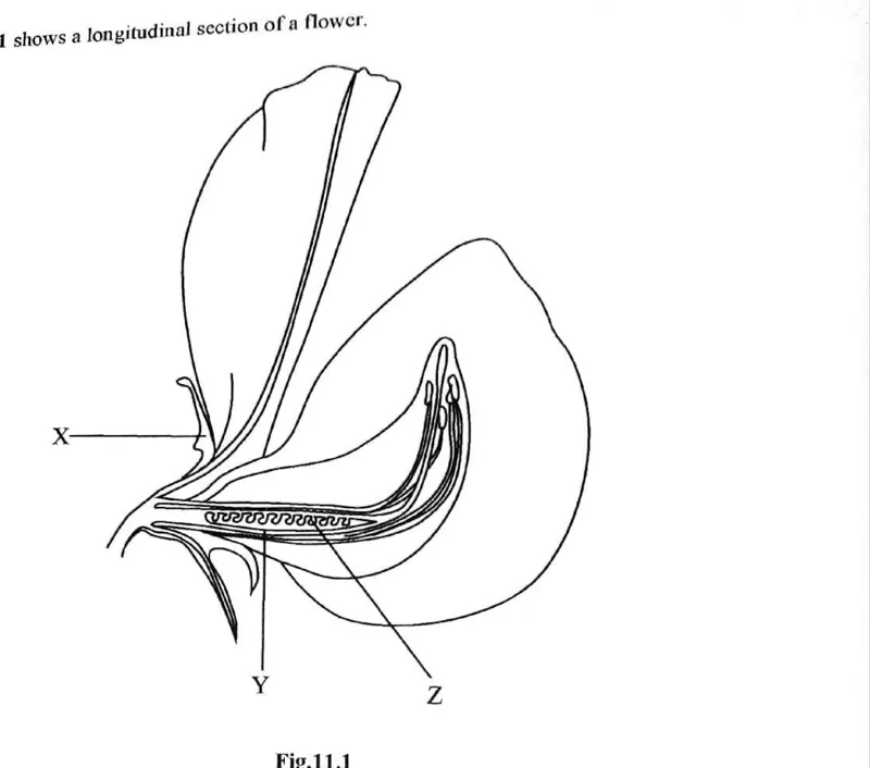 Diagram for Biology Paper 2 November 2018 Question 1101
