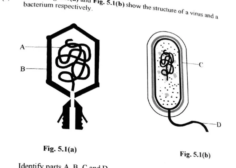 Diagram for Biology Paper 2 November 2019 Question 501