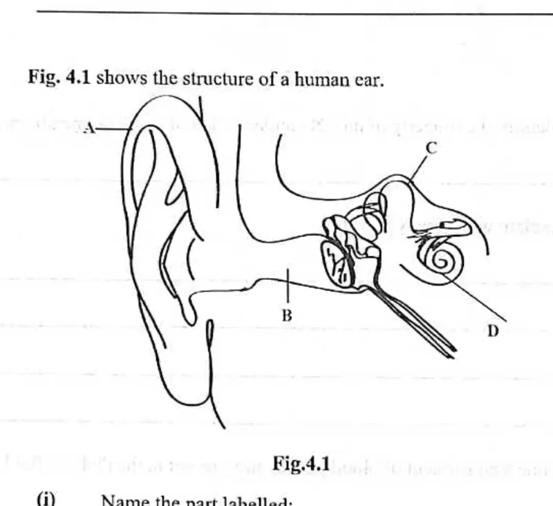 Diagram for Biology Paper 2 November 2022 Section A, Question 4