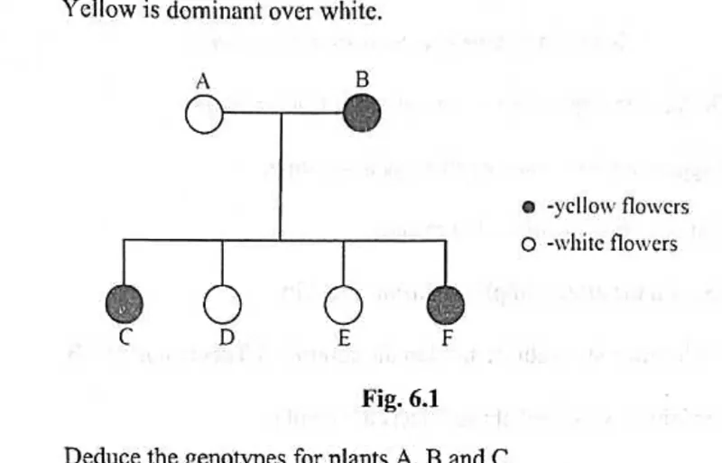 Diagram for Biology Paper 2 November 2022 Section A, Question 6
