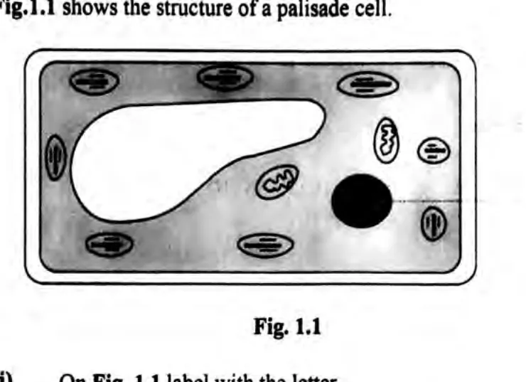 Diagram for Biology Paper 2 June 2023 Section A, Question 1