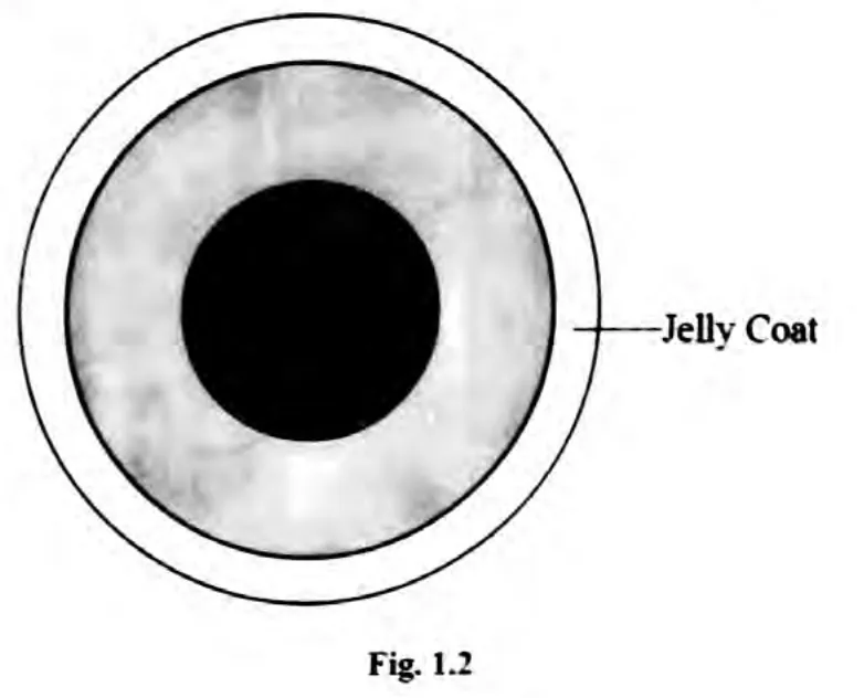 Diagram for Biology Paper 2 June 2023 Section A, Question 1