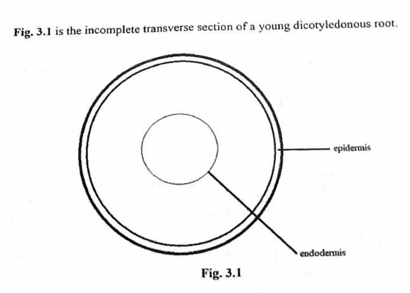 Diagram for Biology Paper 2 November 2023 Section A, Question 3
