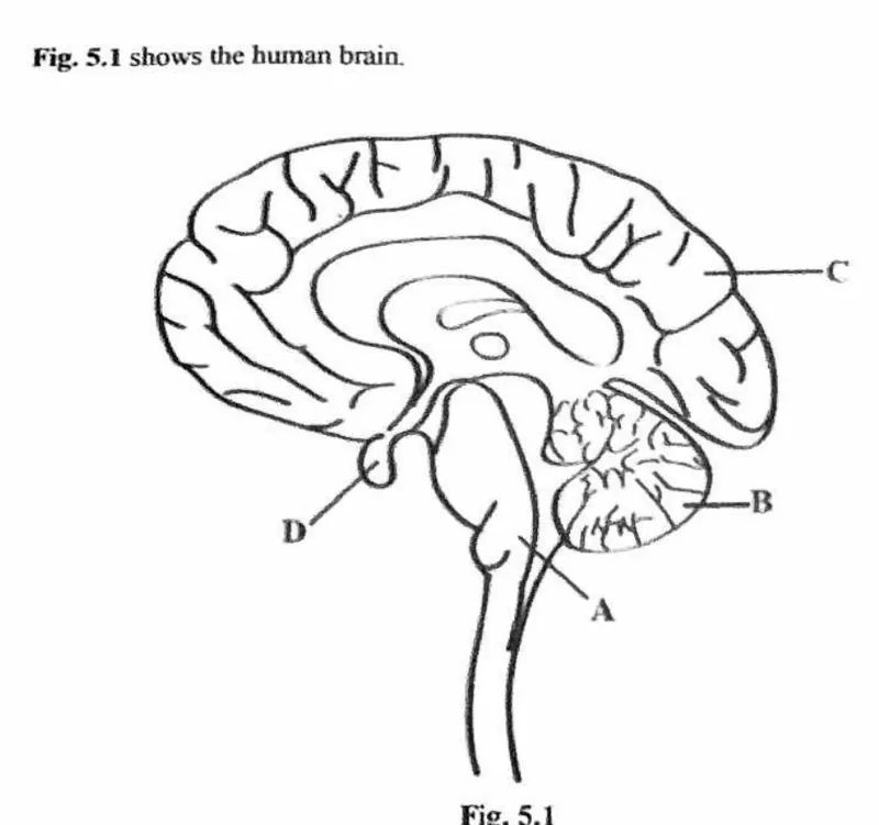 Diagram for Biology Paper 2 November 2023 Section A, Question 5