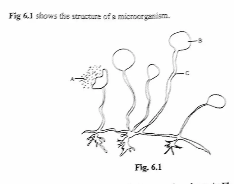 Diagram for Biology Paper 2 November 2023 Section A, Question 6