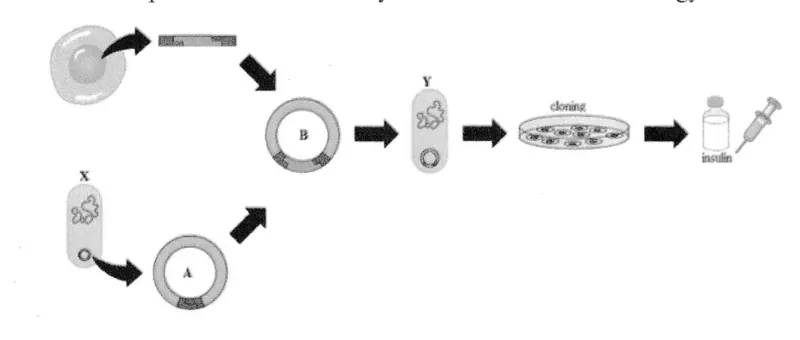 Diagram for Biology Paper 2 June 2024 Section A, Question 6