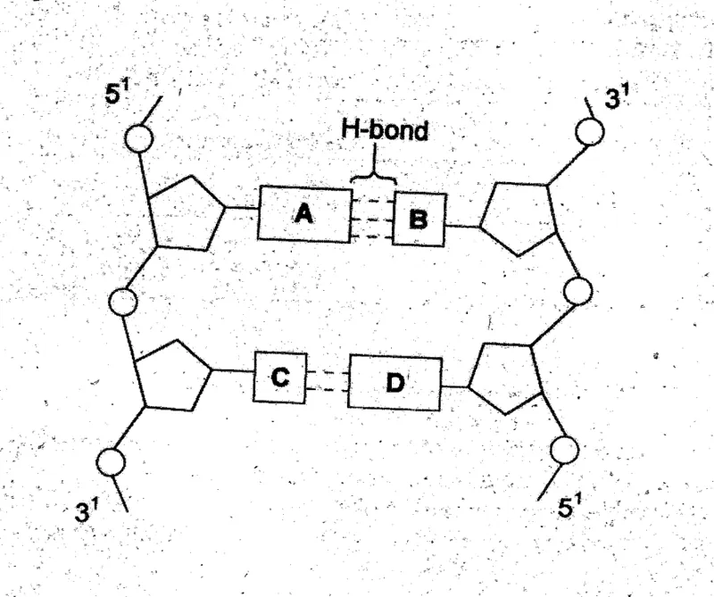 Diagram for Biology Paper 1 November 2003 Question 13