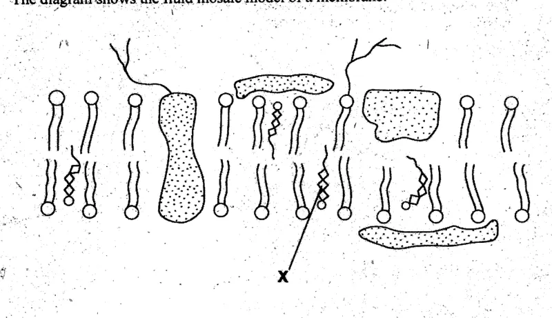 cell membranes - ZIMSEC Biology past paper diagram