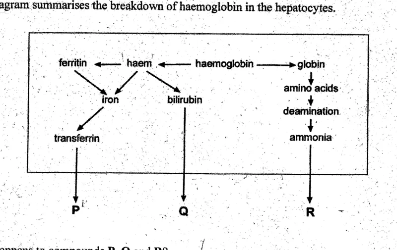 Diagram for Biology Paper 1 November 2003 Question 25