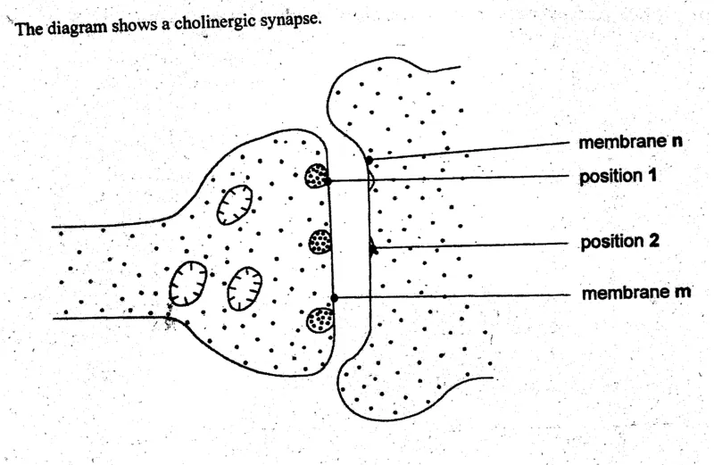 Diagram for Biology Paper 1 November 2003 Question 26