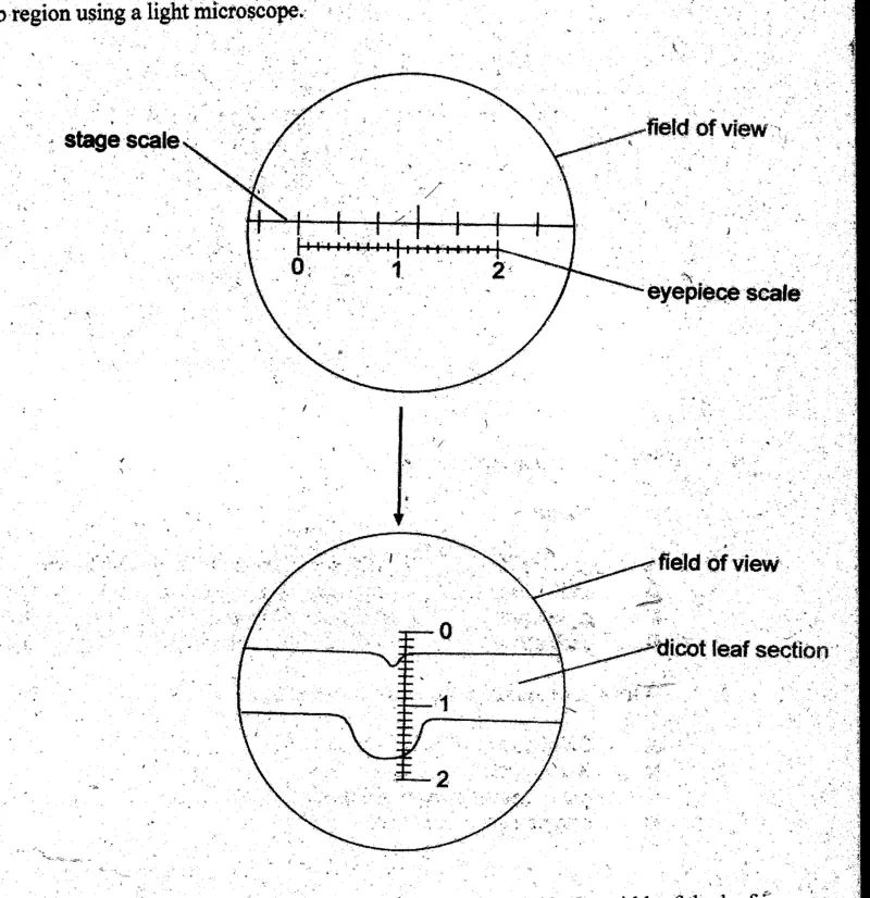 microscopy and magnification - ZIMSEC Biology past paper diagram