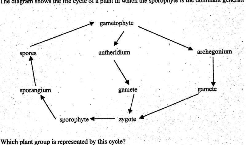 Diagram for Biology Paper 1 November 2003 Question 40