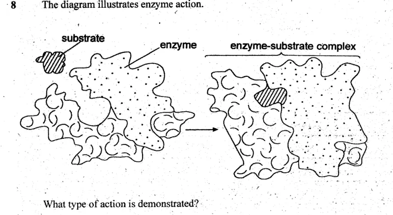 enzymes - ZIMSEC Biology past paper diagram
