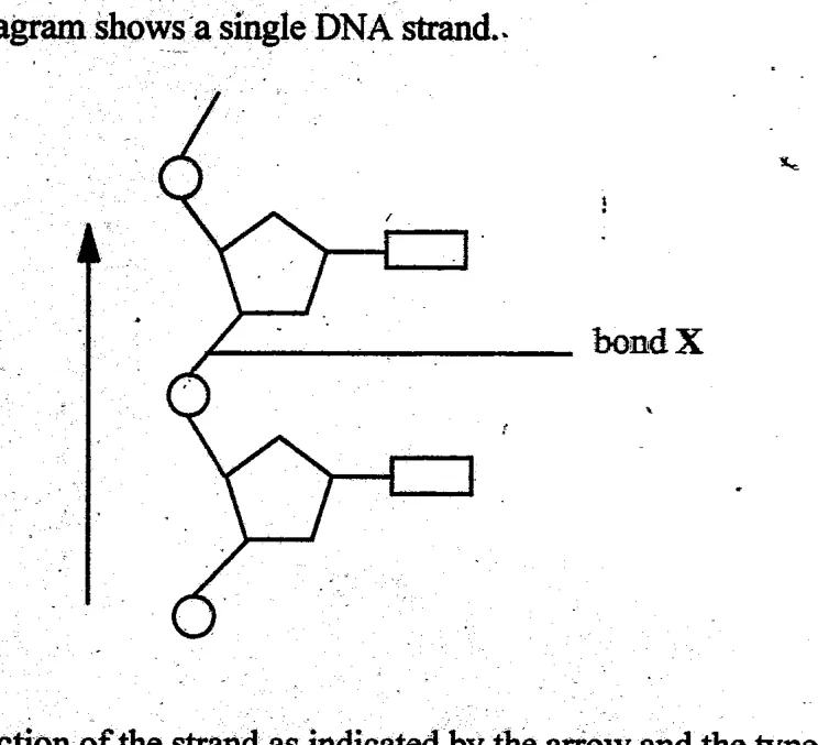 Diagram for Biology Paper 1 June 2004 Question 12