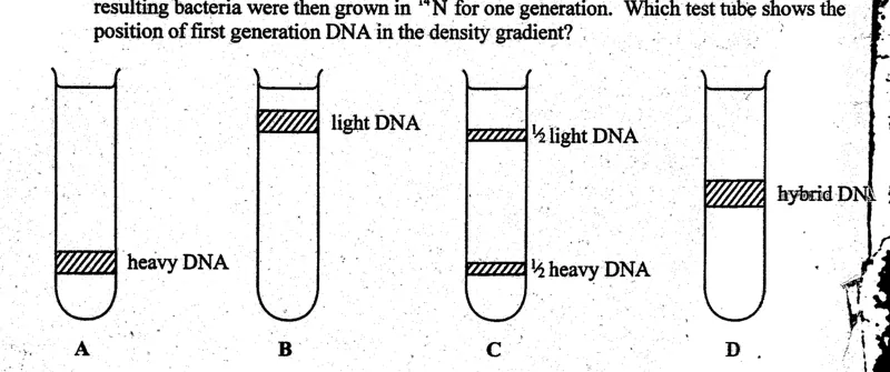 DNA replication - ZIMSEC Biology past paper diagram